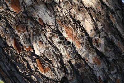 The Bark Southern pine in Croatia close up