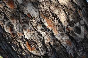 The Bark Southern pine in Croatia close up