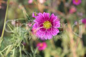 Flowers - Cosmos flowers blooming in the garden