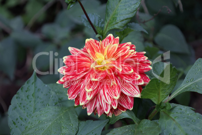 Isolated natural dahlia flower on green background