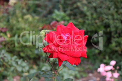 Red Roses on a bush in a garden