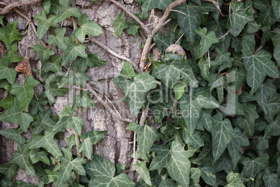 Hedera helix - Green ivy weaves a tree trunk