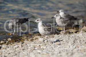 A gray seagull stands on a rocky shore