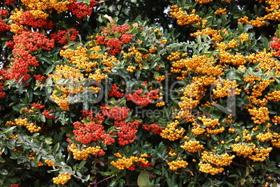 Pyracantha branches with bright orange ripe berries