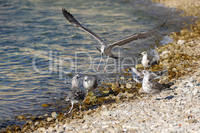 Group of gray gulls on the rocky seashore