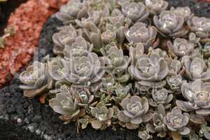 Echeveria is a large genus of flowering plants in the Crassulaceae family