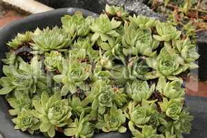 Sempervivum charadzeae, houseleeks or liveforever in spring garden