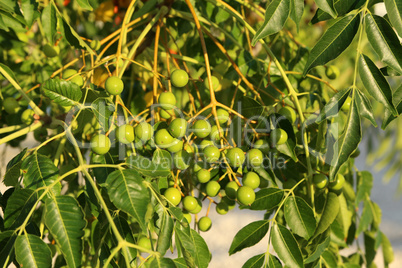 Green berries hang on tree branches in the garden