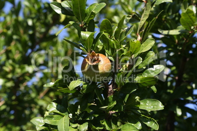 Pomegranate fruit matures on tree in summer