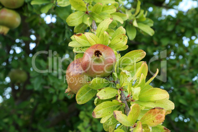 Pomegranate fruit matures on tree in summer