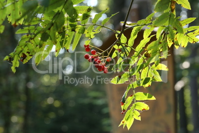 Red rowan berries on the rowan tree branches