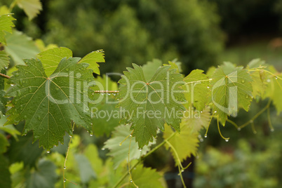 Drops of morning dew on green grape leaves
