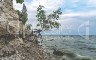 Tree on the rocky shore at summer day