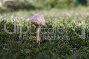 Parasol mushroom grows in a green meadow