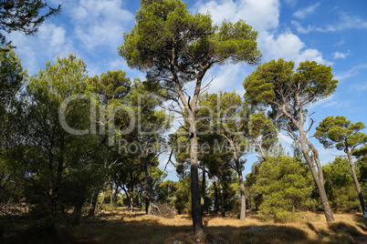 Pine forest on the Adriatic coast in Croatia
