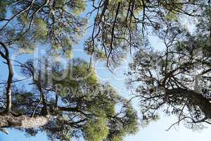 Pine forest on the Adriatic coast in Croatia