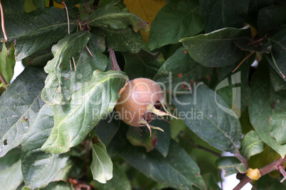 Fruit of Mespilus germanica, also named common medlar at a tree