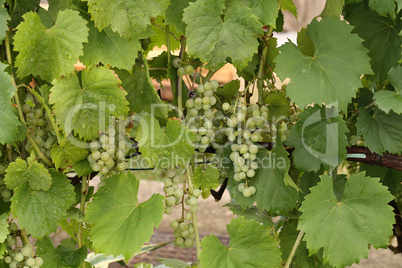 Grapes white wine on tree with branch