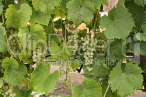 Grapes white wine on tree with branch