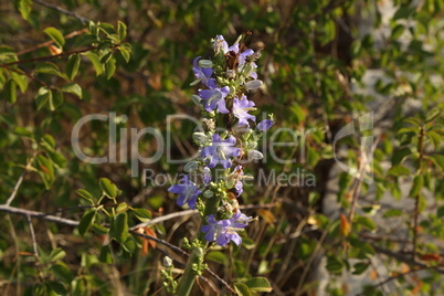 Wild purple flowers in the meadow in summer