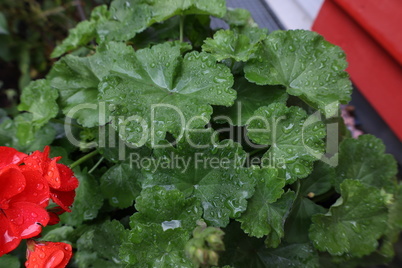 Geranium leaves covered with drops after rain