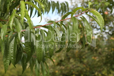 Green leaves with moisture drops after rain