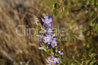 Wild purple flowers in the meadow in summer