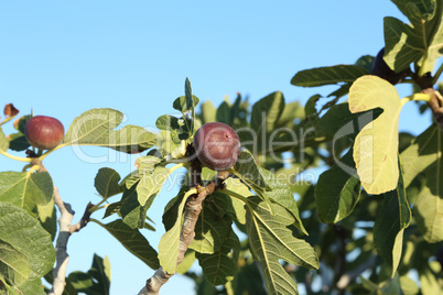 Figs ripen on the tree in summer
