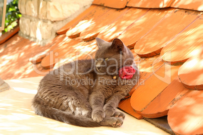 A domestic cat lies in the sun