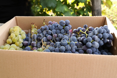 Ripe harvested grapes in a cardboard box
