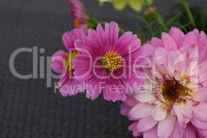 Beautiful purple cosmos flower on dark background