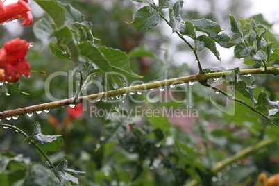 Raindrops hung on the branch of the plant