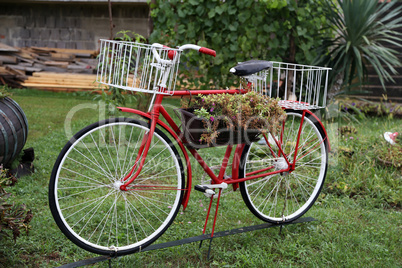 Old bicycle with flower pots stands in the garden