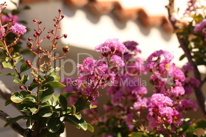 Magenta bougainvillea flowers. Bougainvillea flowers as a background