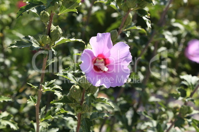 Beautiful sweet pink hollyhock flower with green background