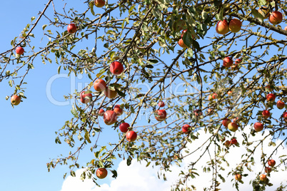Red apples hang on the tree, blue sky in the background