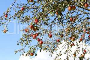 Red apples hang on the tree, blue sky in the background
