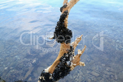 Sea waves wash wild mussels in a sunken tree