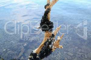 Sea waves wash wild mussels in a sunken tree