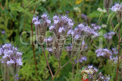 Blue Phacelia flower - valuable green plant close-up