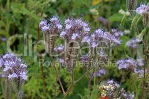 Blue Phacelia flower - valuable green plant close-up