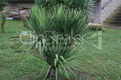 Green tropical palm grows in the garden