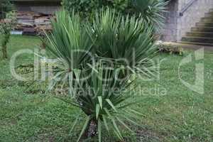 Green tropical palm grows in the garden