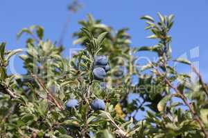 Blue berries of blackthorn ripen on bushes