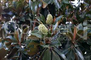 Magnolia fruit on the green leaves background