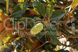 Magnolia fruit on the green leaves background
