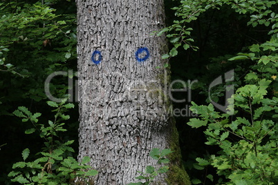 The trunk of a tree with blue paint tags