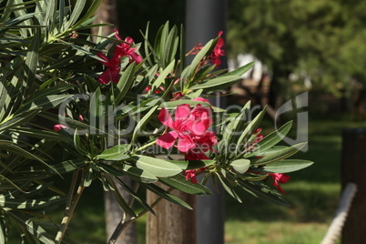 Close up view red oleander or Nerium flower