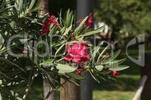 Close up view red oleander or Nerium flower