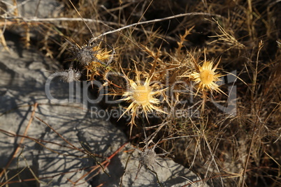 A thorny plant grows on stones by the sea